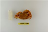 藏品(黃綠澤蟹)的圖片